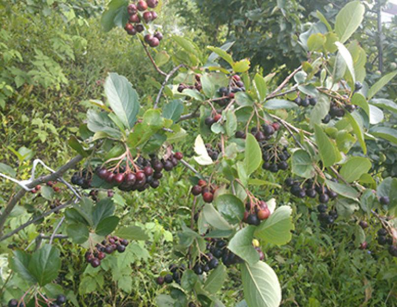 Ядовитые кустарники с черными ягодами. Ягоды в лесу: съедобные ягоды и ядовитые ягоды