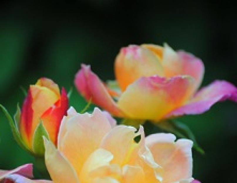 Разные розы на одном кусте. Редкие и экстравагантные сорта роз