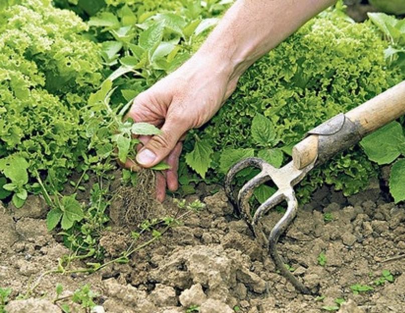 Как обработать землю под зиму. Чем обработать почву весной от болезней и вредителей? Видео: средство от сорняков