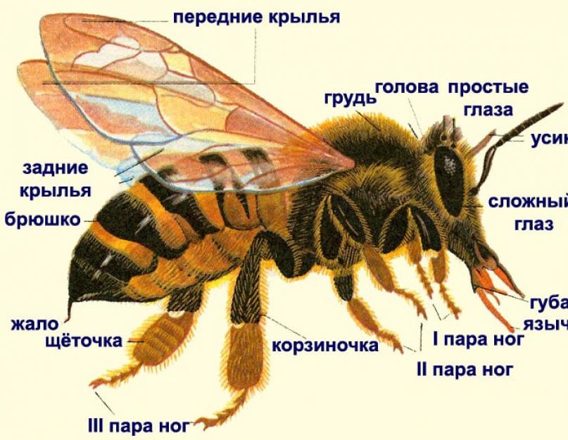 Размножение перепончатокрылых насекомых. Перепончатокрылые