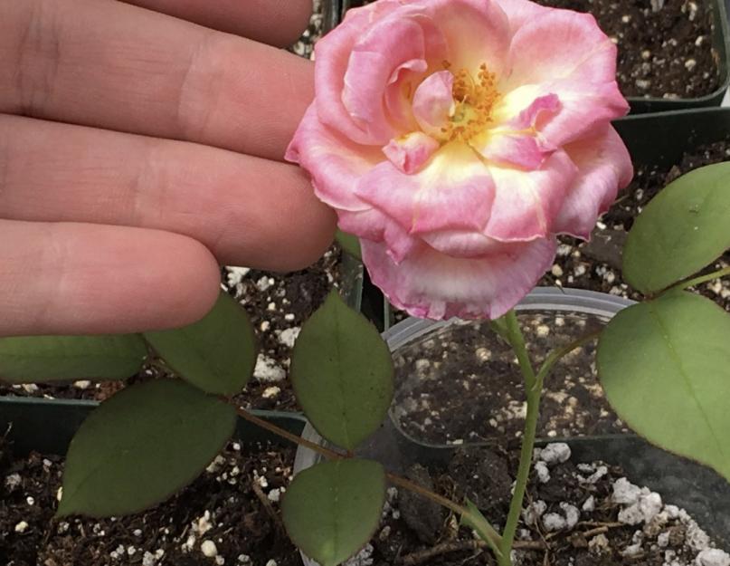 Выращивание плетистой розы из семян. Как выращивать розы семенами из Китая в домашних условиях