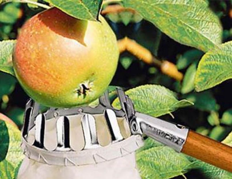 Температура замерзания яблок. Хранение яблок зимой – чтобы урожай был в целости и сохранности! Способы хранения яблок в квартире, на балконе