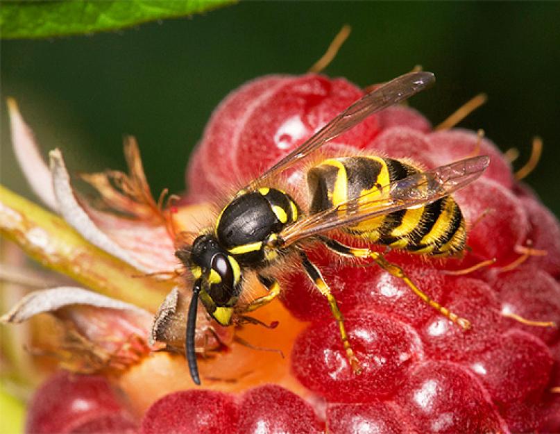Где у пчелы находится жало. Что делать, если укусила оса? Отличия между укусами разных насекомых