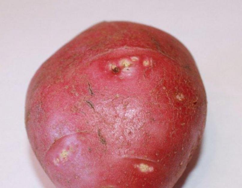 Голландская картошка. Сорта картофеля из голландии