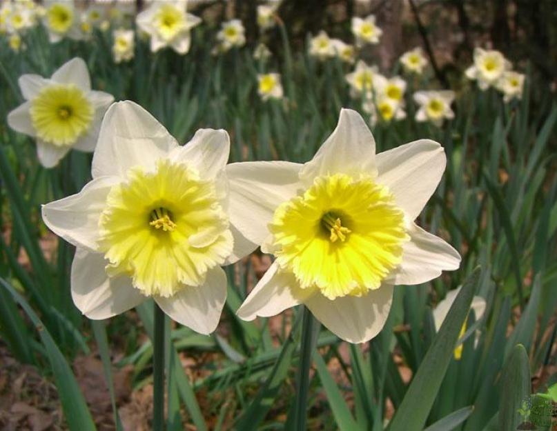 Нарциссы: посадка и уход в открытом грунте. При культивировании в палисаднике ранние весенние цветы нуждаются в двукратной подкормке