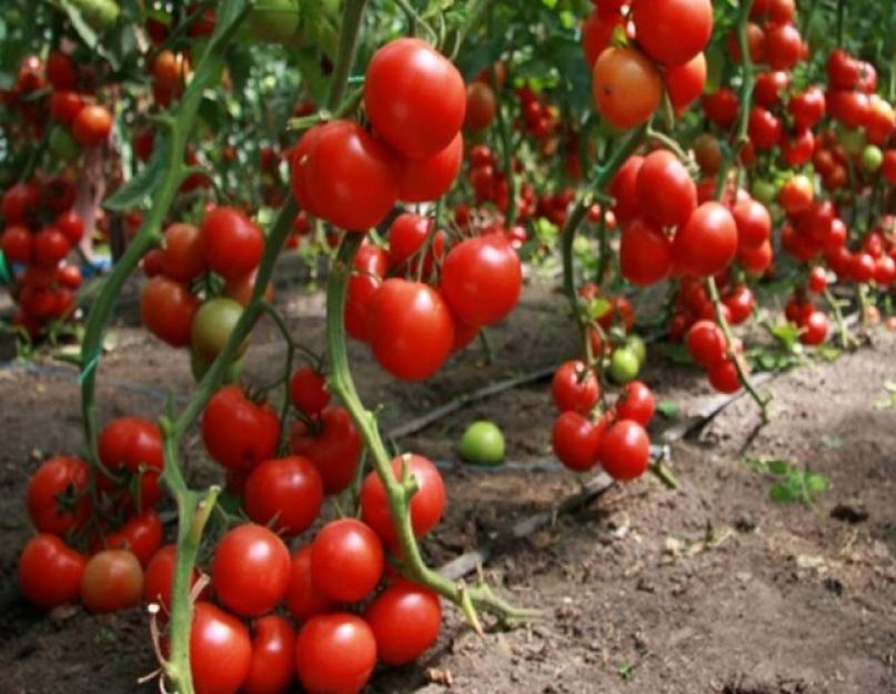 Заговор на хороший урожай помидор. Как ухаживать за клубникой весной, чтобы получить хороший урожай