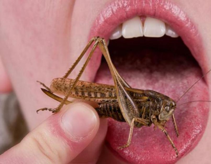 Употребление в пищу насекомых. Съедобные насекомые при выживании в экстремальной ситуации, ловля и приготовление в пищу
