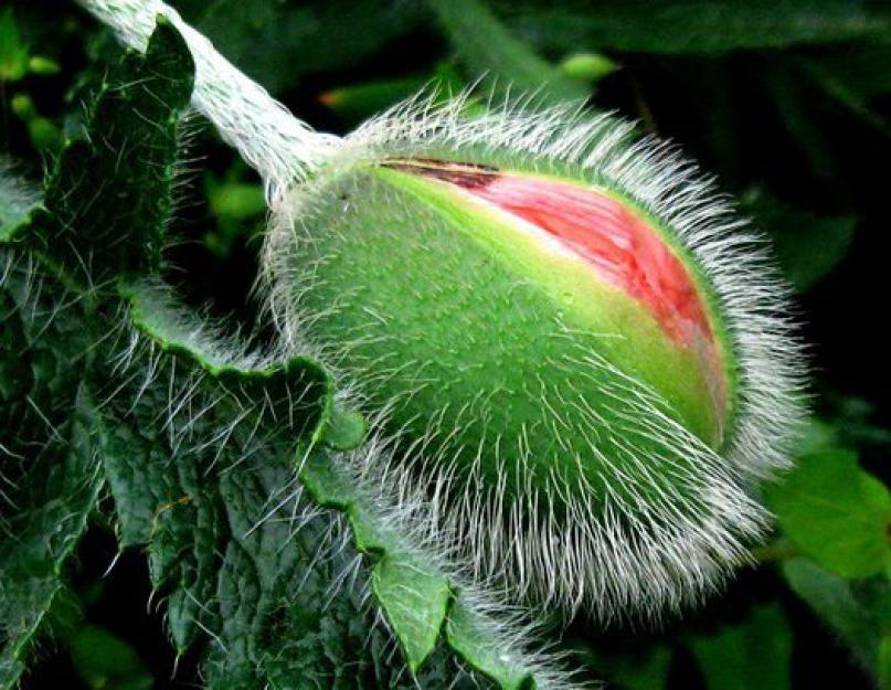 Плод белладонны. Белладонна фото растения