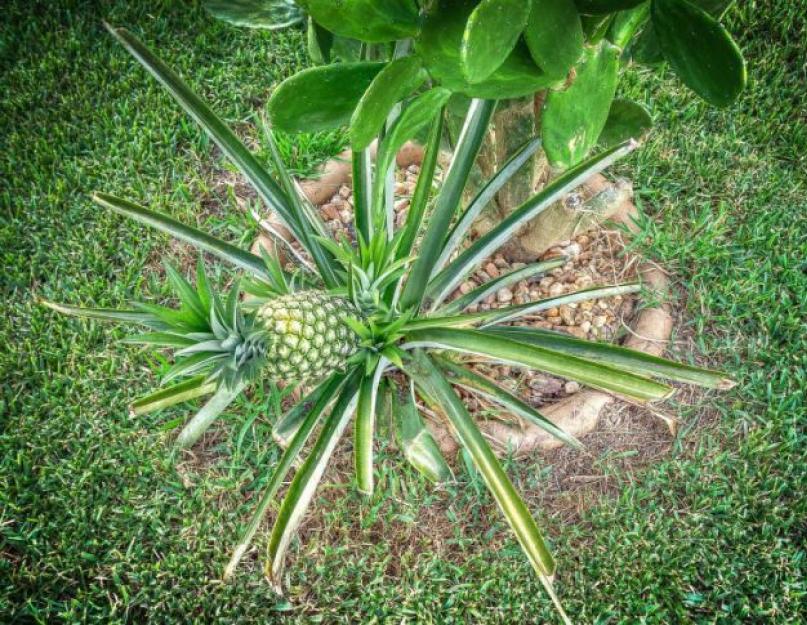 Как разводить ананас в домашних условиях. Как посадить и вырастить ананас в домашних условиях – подкормки и полив