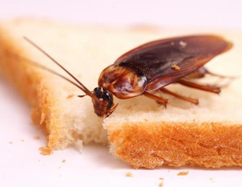 Почему уходят тараканы из дома. Тараканы убежали от мобильников? Причины биологического характера