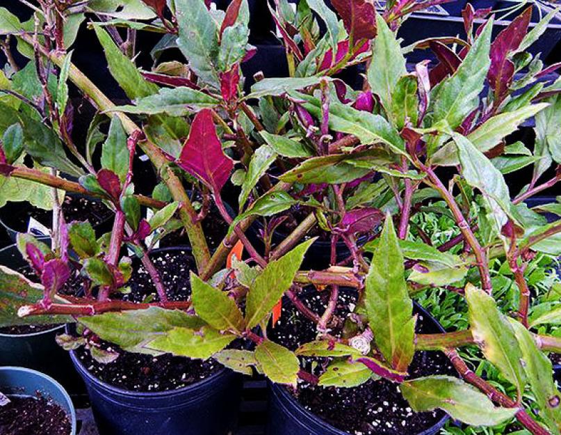 Гинура – мягкость фиолетовых листьев. Цветок гинура уход в домашних условиях фото видов размножение черенками полезные свойства