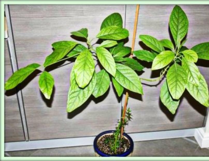 Как пересаживать авокадо в домашних. Как вырастить авокадо в домашних условиях: фото дерева