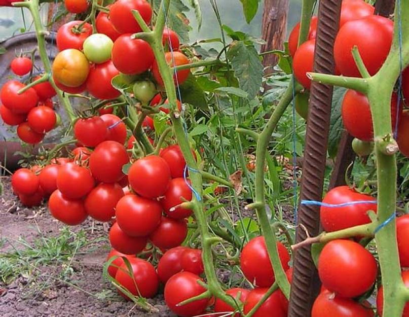 Можно ли поливать рассаду помидор йодом. Когда необходима подкормка томатов йодом? Значение молочной подкормки