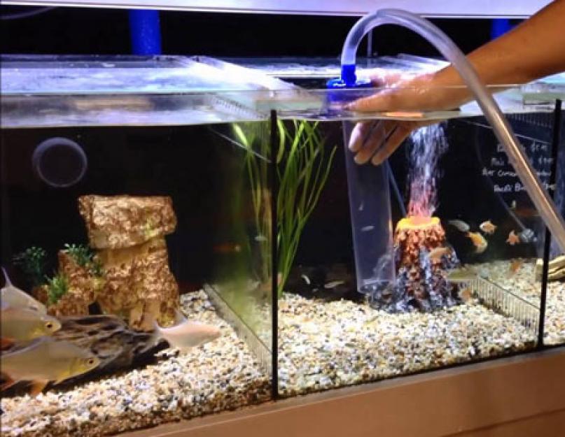 Чистка грунта в аквариуме. Как чистить аквариум и менять воду в домашних условия