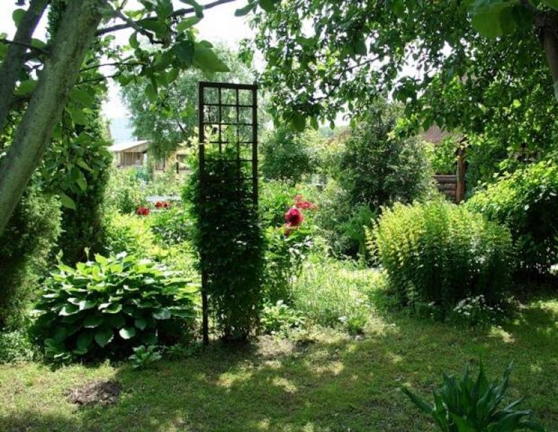 Вьющиеся цветы для сада (44 фото): особенности вертикального озеленения. Яркие живые изгороди и эффектные цветущие арки