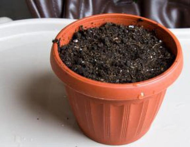 Кориандр: технология выращивания из семян. Как и когда сеять, выращивать и ухаживать за кориандром под зиму