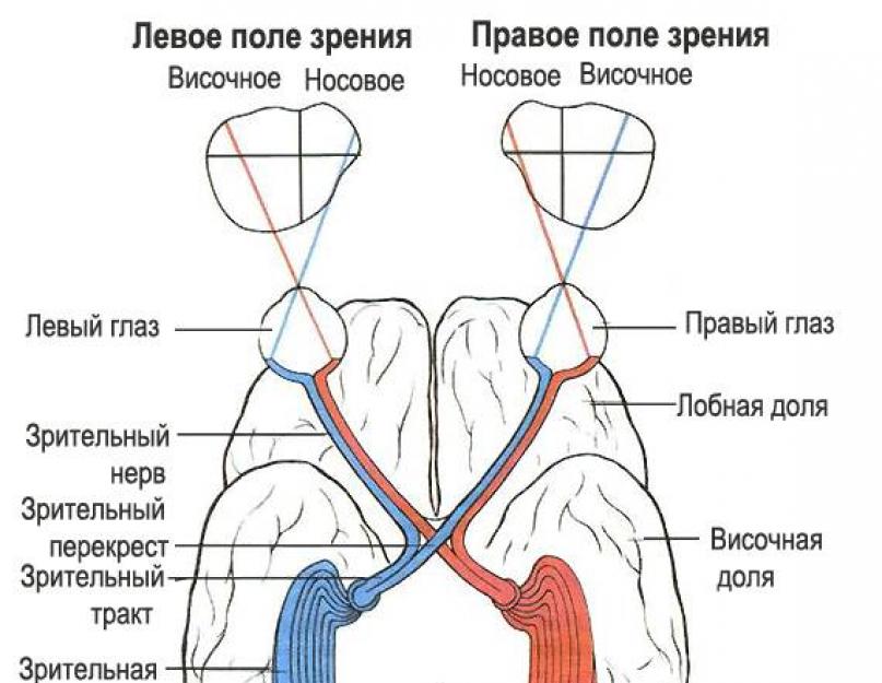 Почему левое больше правого. Левый зрительный тракт. Правый зрительный тракт. Зрительный тракт схема правый и левый. Причина резкого падения зрения.