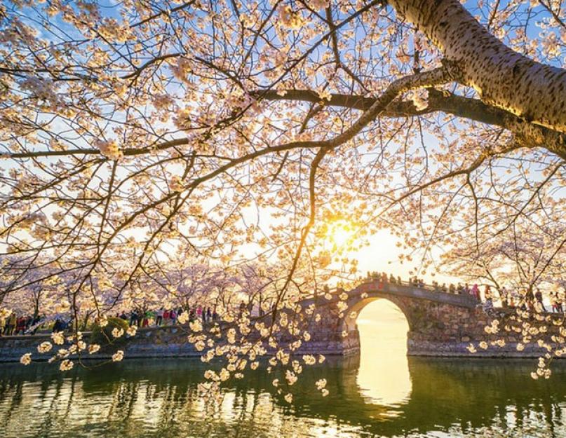 Цветение сакуры в пекине когда. Сакура — известный символ Японской и Китайской культуры