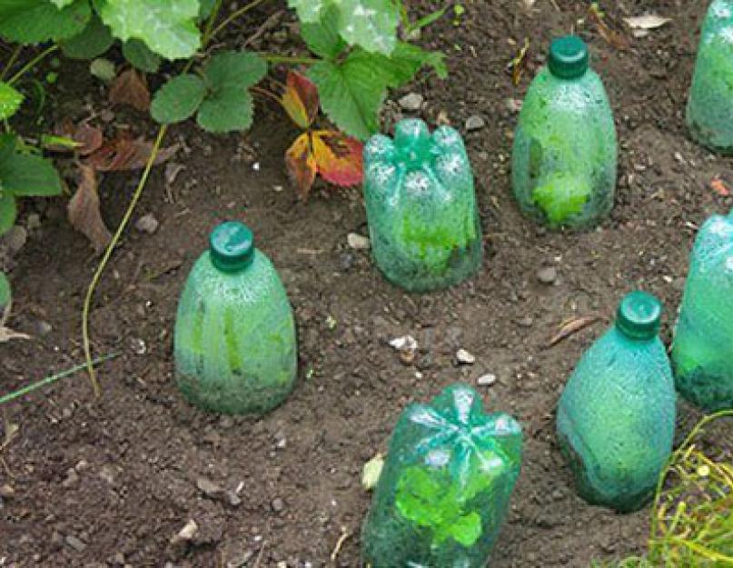 Применение пластиковых бутылок для полива в огороде. Использование пластиковых бутылок: в хозяйстве все пригодится Как можно использовать большие непрозрачные пластиковые бутылки