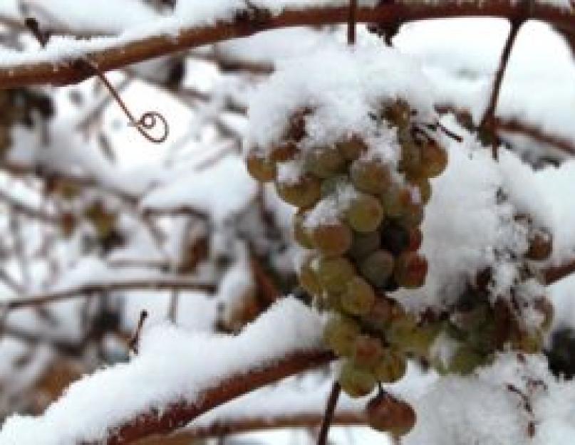 Какую температуру выдерживает виноград без укрытия осенью. Подробно о сливе