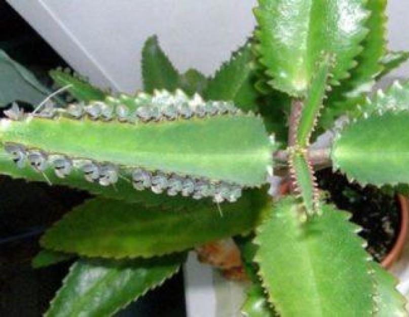 Полезные свойства каланхоэ: что лечит это растение и как его применять? Флоротерапия — лечение цветами. 