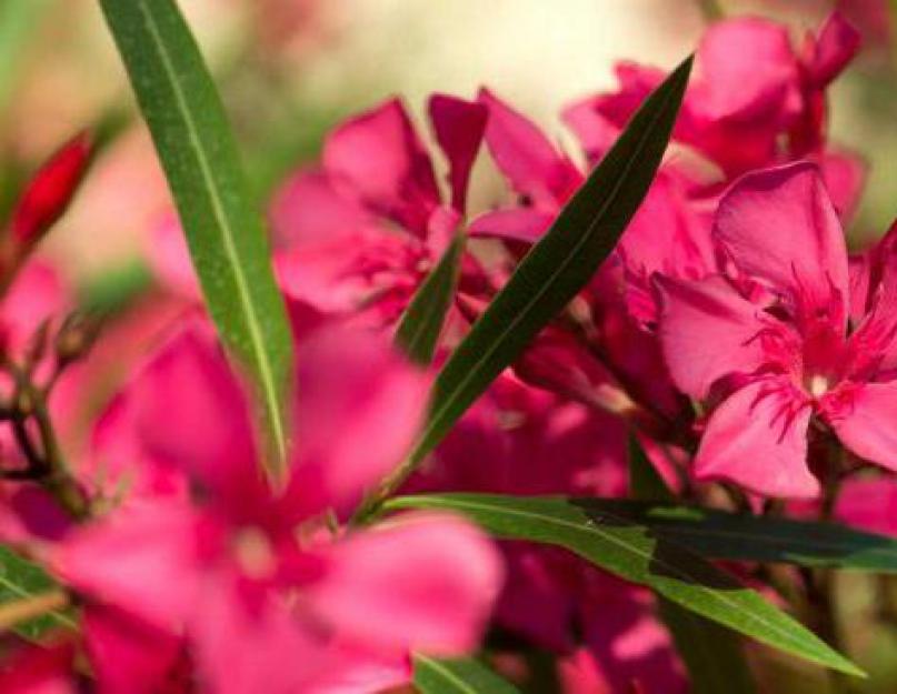 Выращивание олеандра и уход за растением в домашних условиях. Олеандр или розовый лавр – ядовитая красота Олеандр уход и выращивание