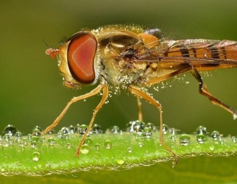Почему муха садится на лицо. Почему мухи садятся на человека
