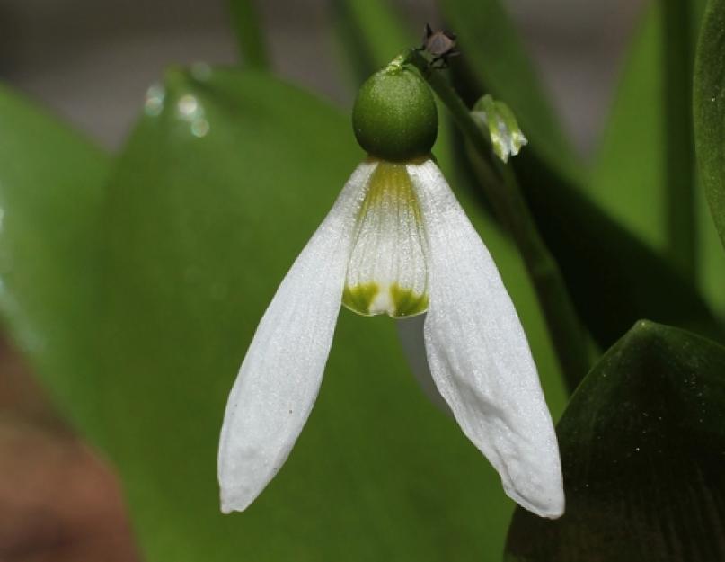 Подснежник плосколистный. Galanthus panjutinii. Подснежник плосколистный красная книга. Galanthus ikariae.