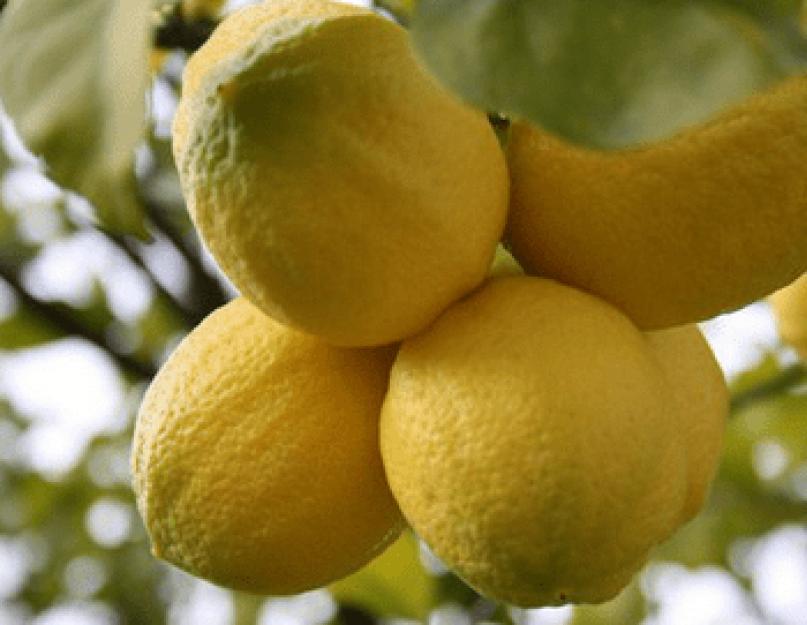 Комнатный цветок лимон. Домашний лимон: уход за цитрусом и сроки получения урожая