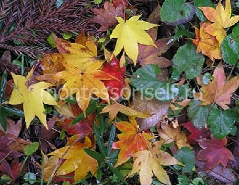 Раскраски осенние листочки которые рядом с деревом. Листья деревьев - трафареты и раскраски
