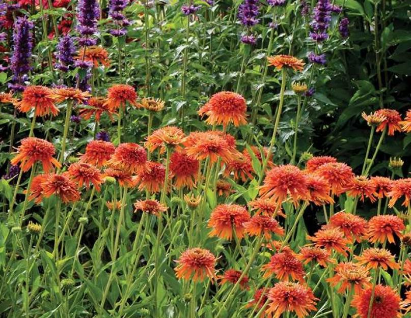 Универсальный цветок эхинацея — уместен в любом саду. Фото цветов эхинацеи и ее описание