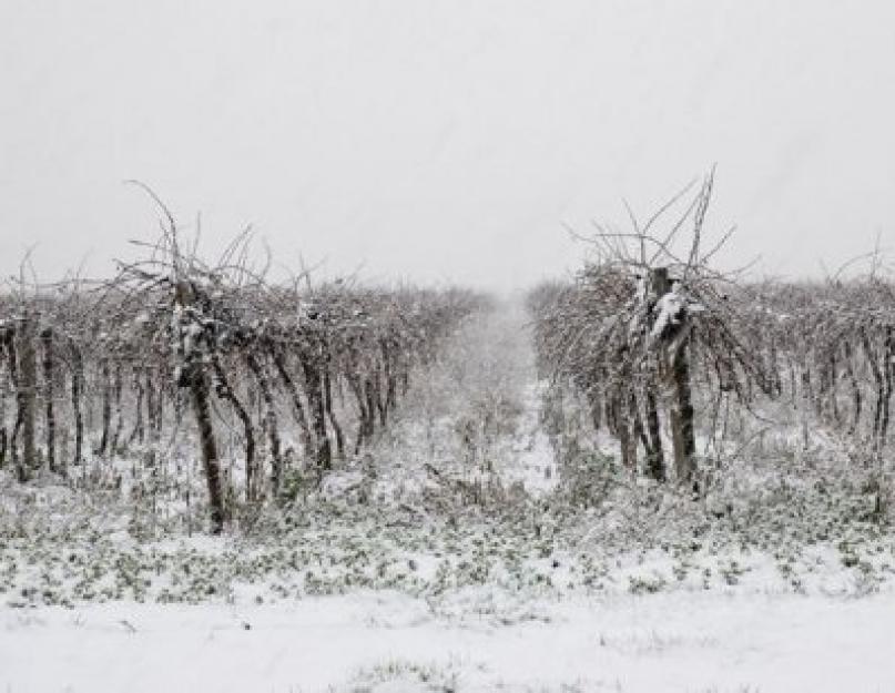 Зачем делают снегозадержание на полях. Снегозадержание как эффективный способ повышения урожайности сельскохозяйственных культур в кабардино-балкарской республике