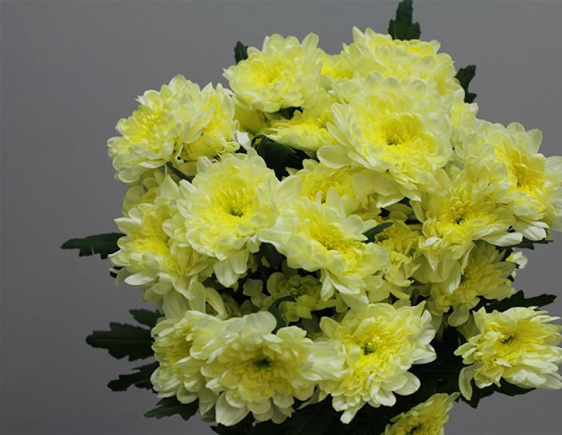 Хризантема садовая мелкоцветковая: посадка и уход. Как правильно посадить хризантемы