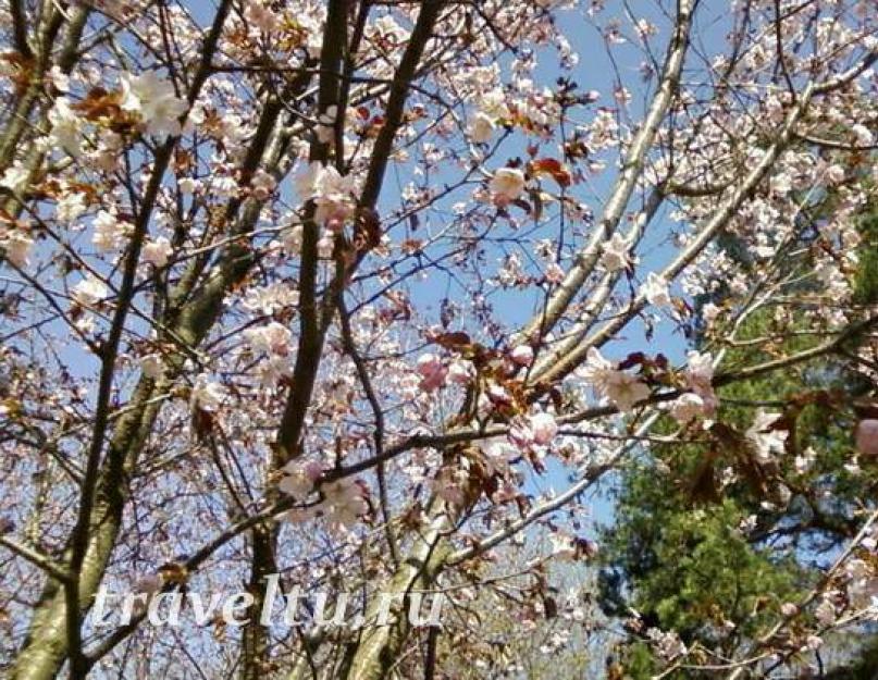 Цветет ли сакура в ботаническом саду. В ботаническом саду мгу расцвела японская сакура и магнолии