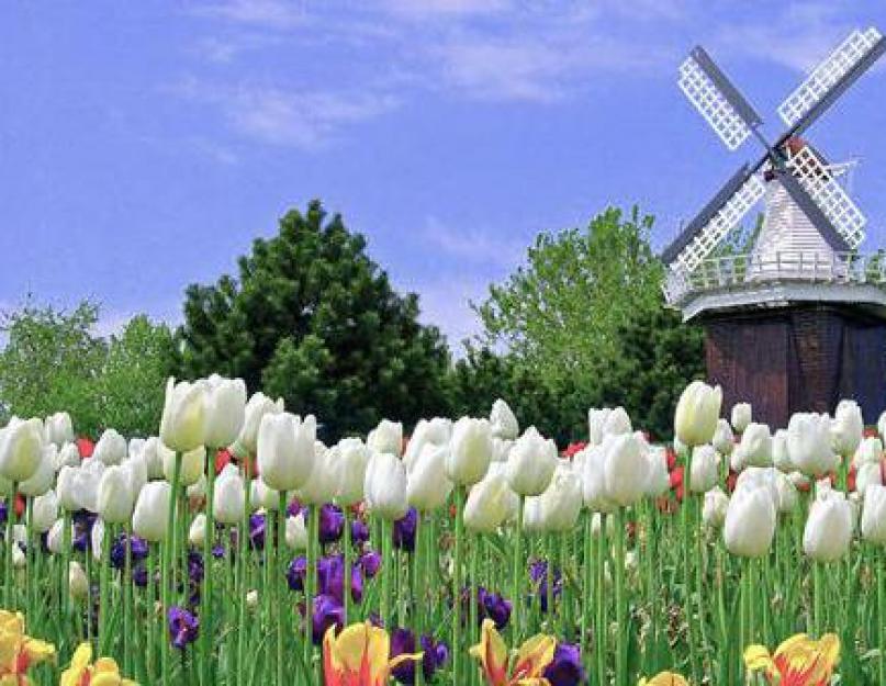 Голландия — Страна тюльпанов: описание, история и интересные факты. История и этнология