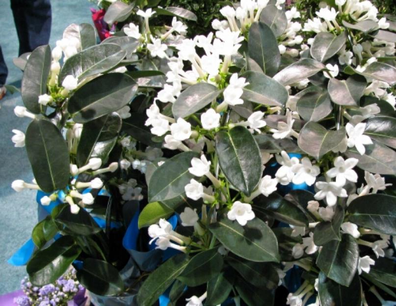 Стефанотис мадагаскарский жасмин уход. Стефанотис, или мадагаскарский жасмин — цветок невесты у вас дома