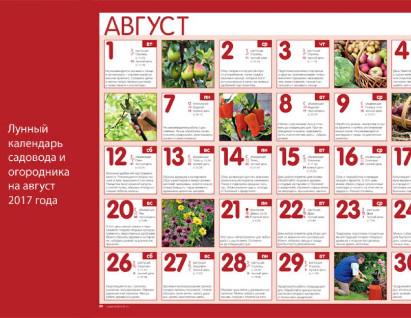 Календарь садовых работ на август. Безопасная защита растений от болезней и вредителей в июле и августе