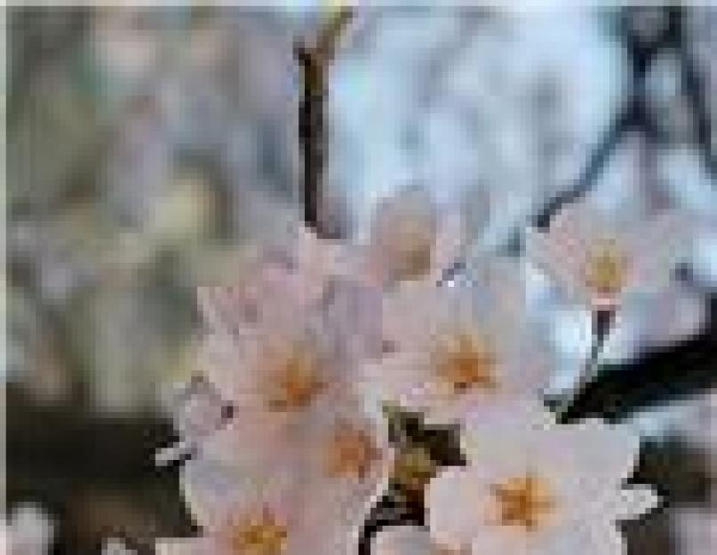Японские декоративные растения. Японские цветы в ландшафте дачного участка: советы по выбору
