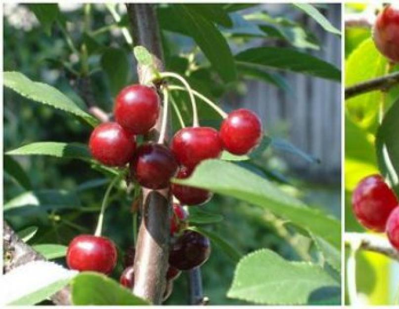 Как отличить вишню от черешни листьям. Чем вишня отличается от черешни? Полив молодой вишни