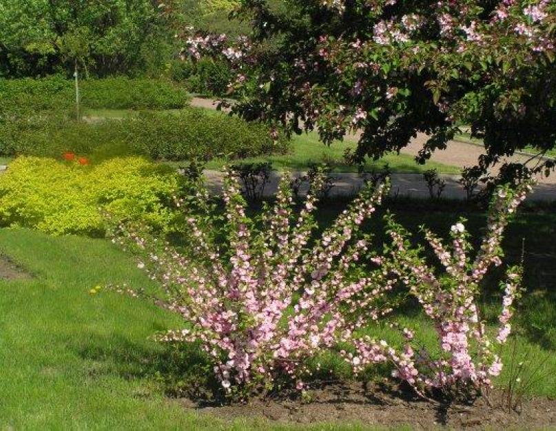 Миндаль декоративный кустарник после цветения фото