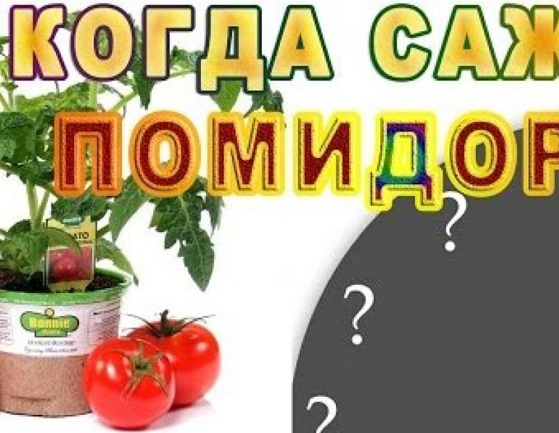 Выращивание томатов в домашних условиях. Как вырастить помидоры на балконе или подоконнике