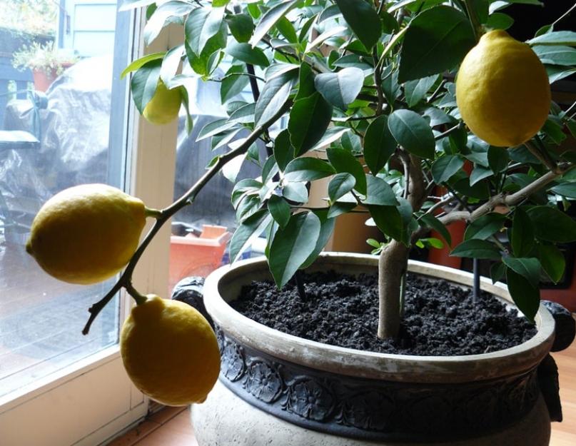 Как посадить лимонное дерево из косточки. Сорта для домашнего выращивания