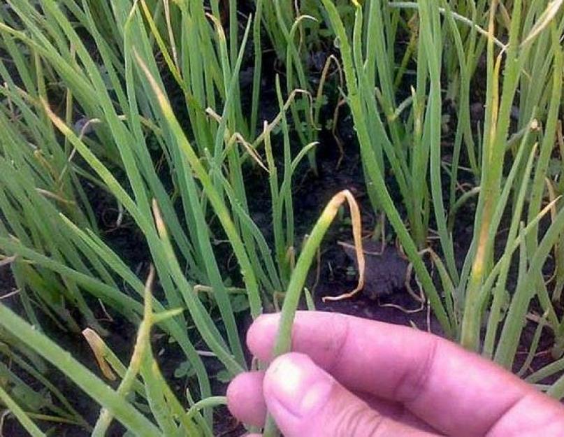 Почему плохо всходит лук. Почему не растет лук на огороде? Подготовка почвы под севок