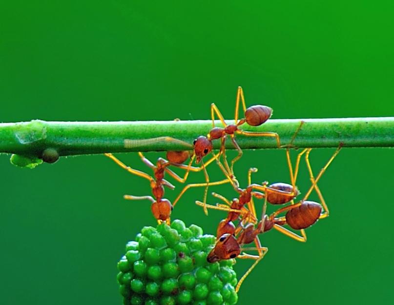 Как муравей может поднимать больше своего веса. Сколько весит муравей? В зависимости от касты