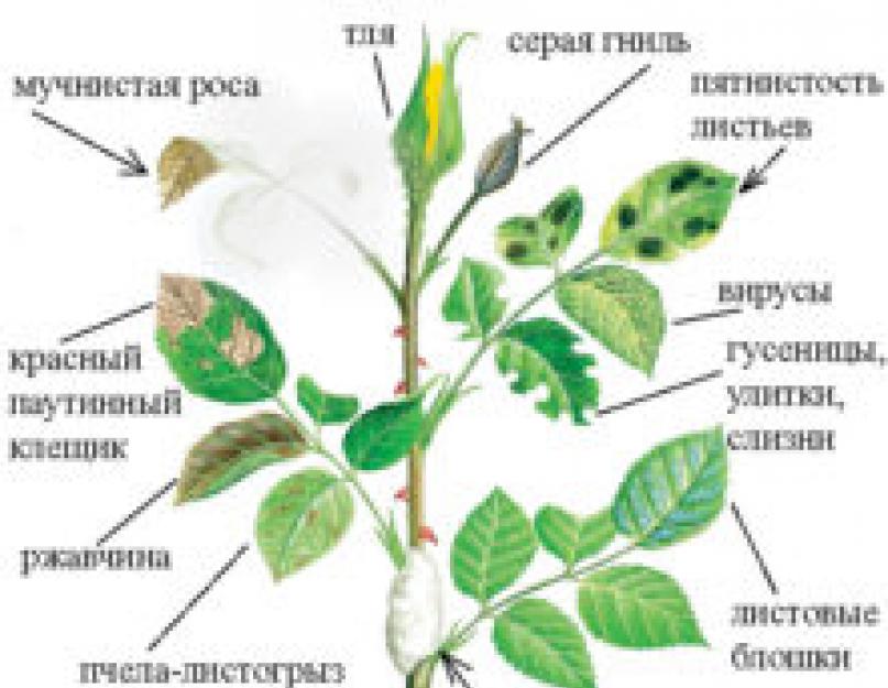 Болезни комнатных роз на листьях описание с фотографиями