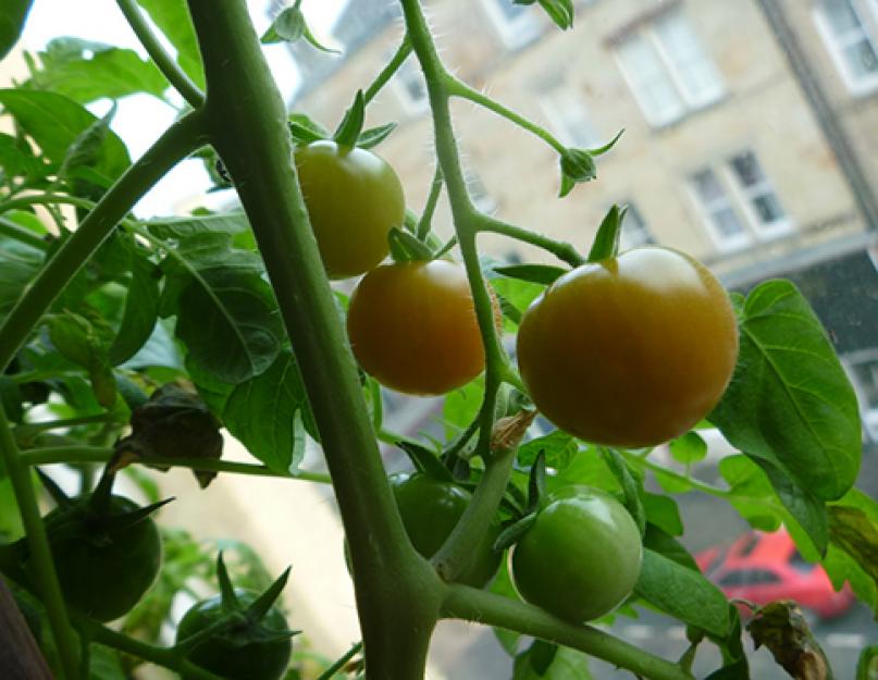 Как вырастить помидоры на балконе или подоконнике. Как выращивать помидоры в домашних условиях