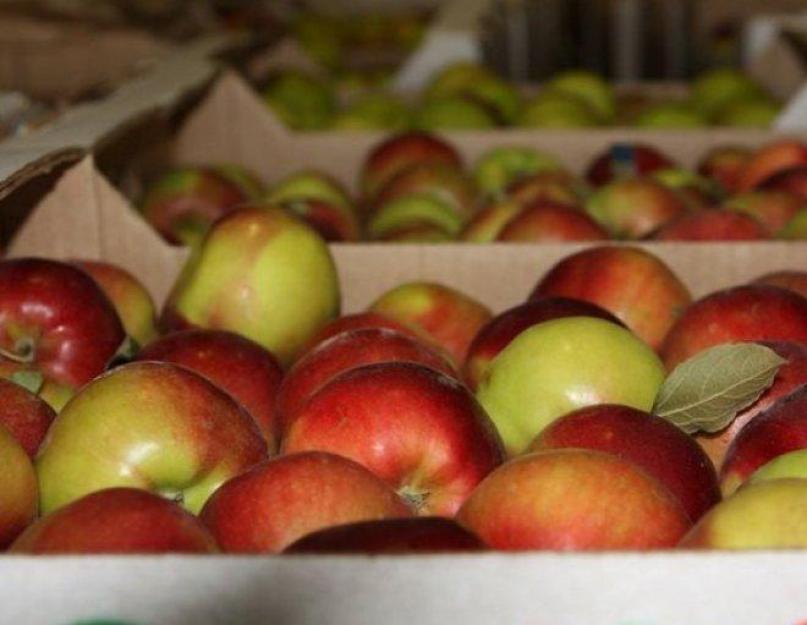 Когда собирать яблоки: время уборки разных сортов на хранение на зиму. Как хранить яблоки всю зиму в погребе, в земле, в квартире, в холодильнике