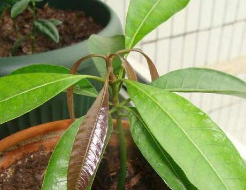 Как вырастить манго из косточки? Можно ли посадить косточку манго. 