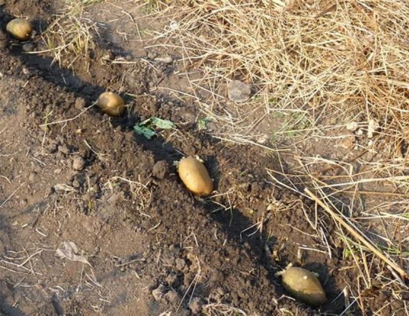 Лучше сажать картофель в марте. Как правильно посадить картофель, чтобы получить хороший урожай? Картофель предпочитает сложные составы типа