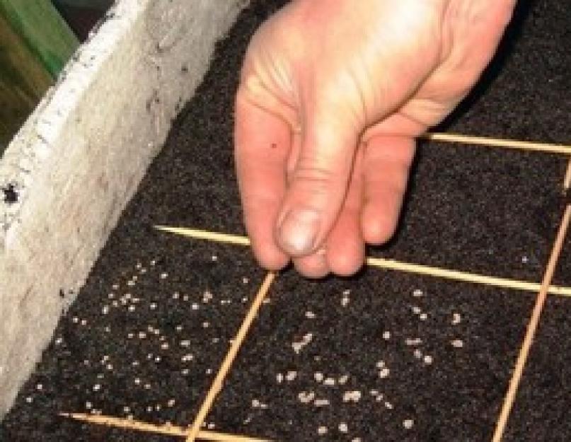Как посеять семена пеларгонии правильно. Выращивание герани из семян в домашних условиях